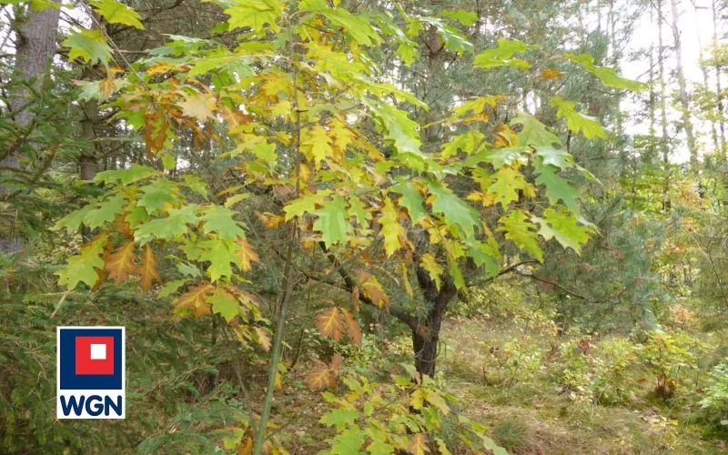 Grunt leśny na  sprzedaż Kamienica Polska - Las na sprzedaż w dobrej cenie!